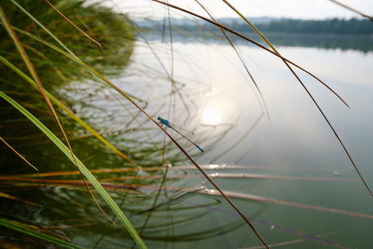 Germany, Bavaria, Upper Bavaria, nature reserve Isarauen, Ickinger reservoir, blue tailed damselfly (Ischnura elegans) on grass on lakeshore
