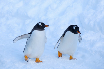 ジェンツーペンギン