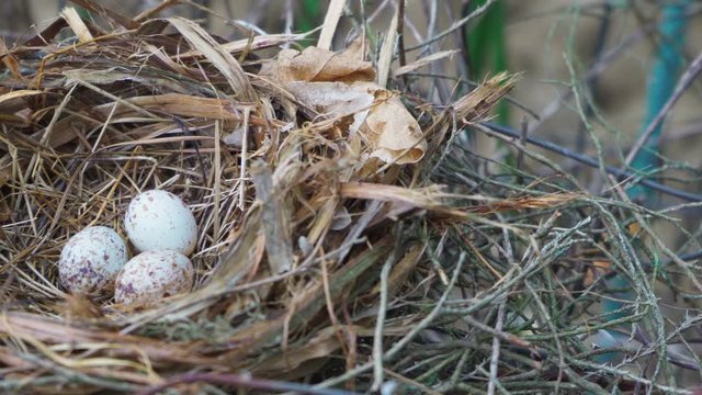 Close up of three robin eggs grouped in a nest