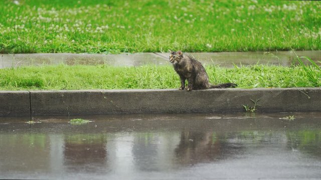 Wet cat in the rain