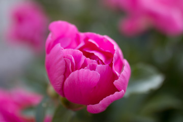 Fototapeta premium pink tulip