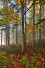 fog in the autumn forest. picturesque Carpathian forest