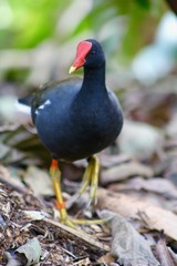 Moorhen, Hawaii 