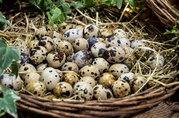 quail eggs placed between the straw in a wicker basket