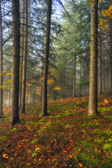fog in the autumn forest. picturesque Carpathian forest