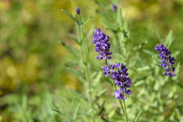 Obraz premium Lavender sprigs with soft focus green background