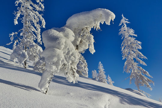 Winter. Trees in the snow on a mountainside
