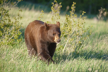 Grizzly bear in National Park, Montana, United States of America, North America