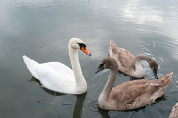 white swans on an autumn lake on a sunny day