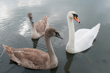 white swans on an autumn lake on a sunny day