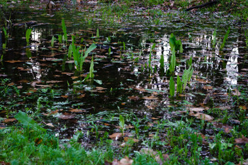 Flooded meadow, close up. Concept: spring flood or heavy rains. Flooding of fertile lands, elements.