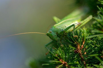 Tettigonia viridissima female sitting on the needles branches, great green bush-cricket beautiful animal posing in daylight