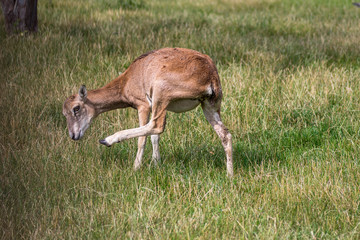 Wild mouflon sheep, one female grazing on pasture in daylight, green meadow, wild animals