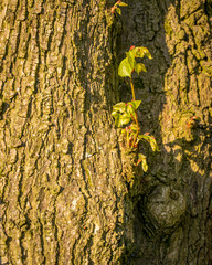 new growth on old tree