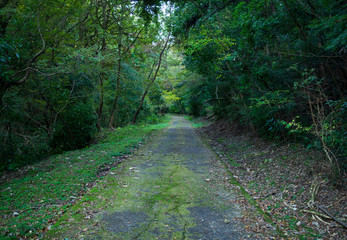 Jungle Path