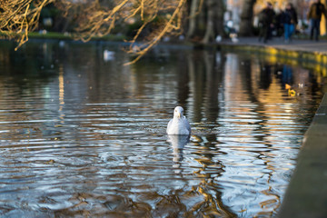 Fototapete bei efototapeten.de bestellen   