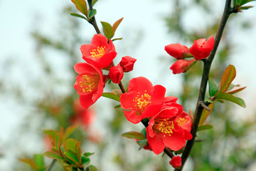 Flowers of Chaenomeles speciosa in the wild
