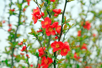 Flowers of Chaenomeles speciosa in the wild