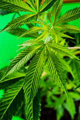Cannabis plant in artifical light