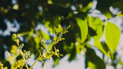 green leaves of tree in spring