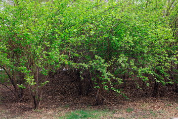 Green bushes in the park