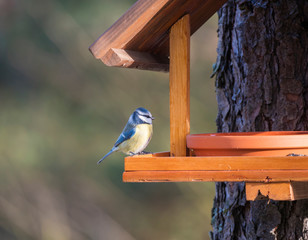 Close up Eurasian blue tit, Cyanistes caeruleus bird perched on the bird feeder table with...