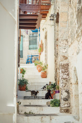 Fototapeta na wymiar Lot of street greek cats walking on stairs at Nisyros island, Greece.