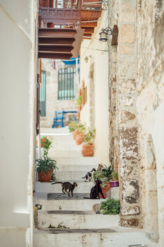 Lot Of Street Greek Cats Walking On Stairs At Nisyros Island, Greece.