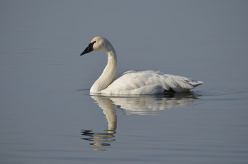 Naklejka na ściany i meble Trumpeter Swan on calm lake