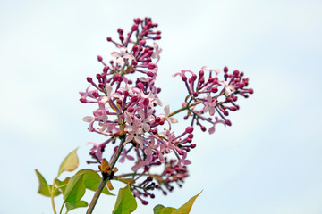Lilac flowers in the park