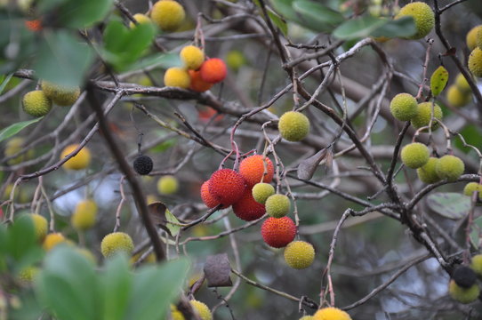 A strawberry tree arbutus unedo with green, yellow and red fruit