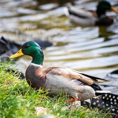 Ducks on the lake in park in Lviv, Ukraine