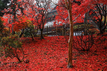 紅葉の花巻温泉旧松雲閣
