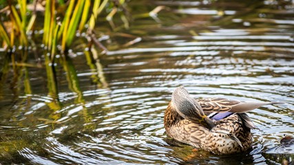 Ducks on the lake in park in Lviv, Ukraine