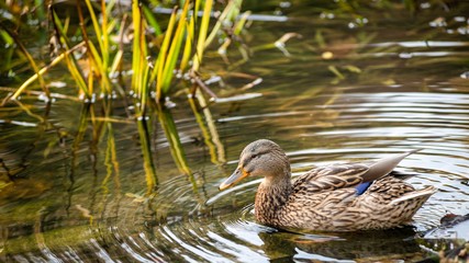 Ducks on the lake in park in Lviv, Ukraine