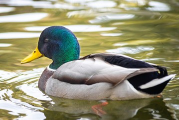 Ducks on the lake in park in Lviv, Ukraine