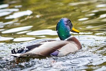 Ducks on the lake in park in Lviv, Ukraine