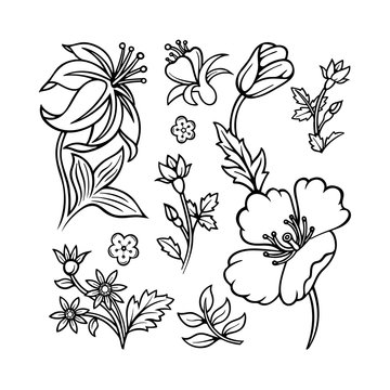 Flowers. Doodle flowers and plants vector illustrations set. Hand drawn floral ornament constructor. Part of set.
