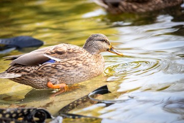 Ducks on the lake in park in Lviv, Ukraine
