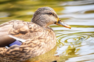 Duck on the lake in Lviv park, Ukraine.