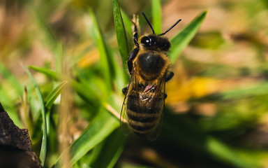 Closeup of bee