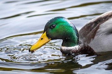 Ducks on a lake, Ukraine