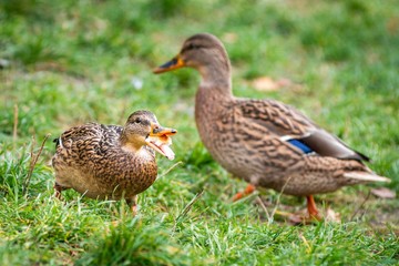 Ducks near the lake in Lviv park, Ukraine.