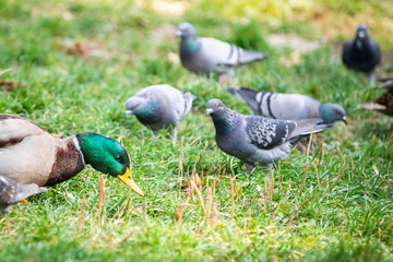 Ducks near the lake in Lviv park, Ukraine.