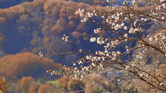 美しく紅葉した山と早咲きの桜