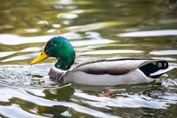 Obraz premium Ducks on a lake, Ukraine