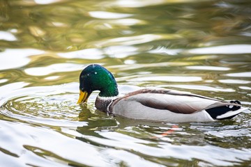 Ducks on a lake, Ukraine