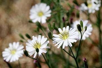 Flowers of Lactuca indica