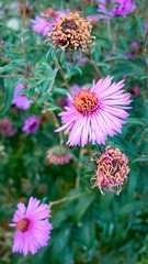 Pink flowers in park