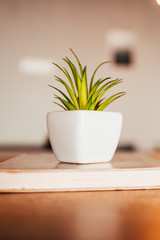 artificial plant decor